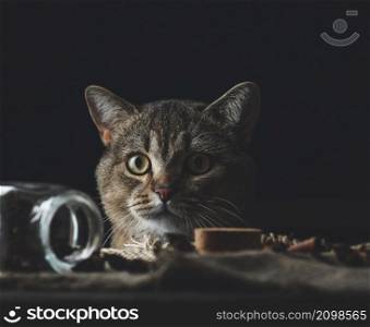 portrait of a gray adult Scottish Straight cat on a black background