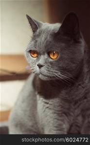 Portrait of a gray British cat close-up
