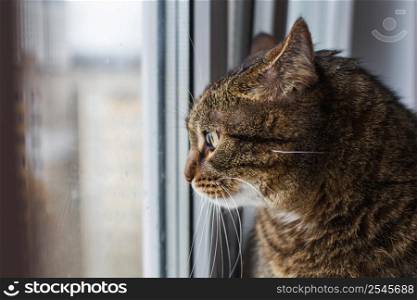 Portrait of a Gray cat looking out window. copy space. Portrait of a Gray cat looking out the window. copy space