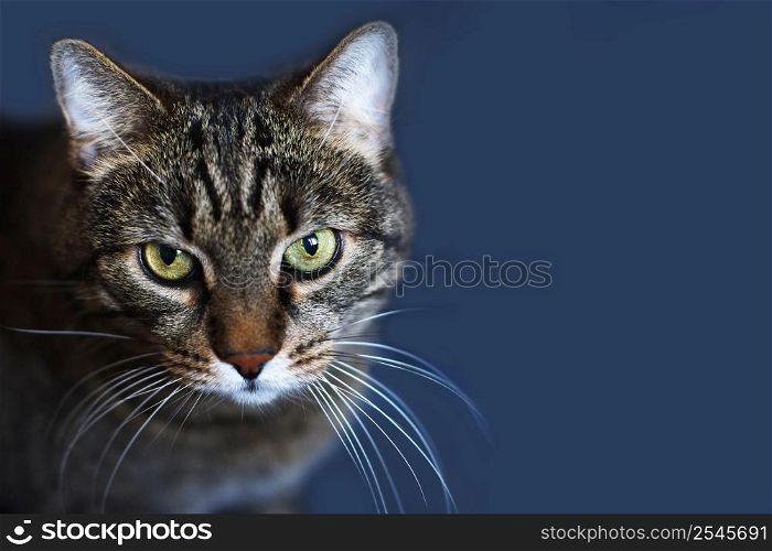 Portrait of a Gray cat on the dark blue background. copy space. Portrait of a Gray cat on a dark blue background. copy space