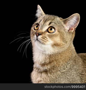 portrait of a gray kitten scottish straight chinchilla on a black background, close up