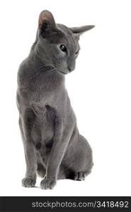 portrait of a gray oriental cat in front of white background