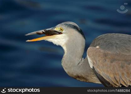 Portrait of a grey heron (Ardea cinerea) swallowing a fish, Kruger National Park, South Africa