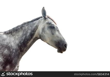Portrait of a grey horse isolated on white