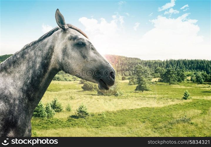 Portrait of a grey horse isolated on white