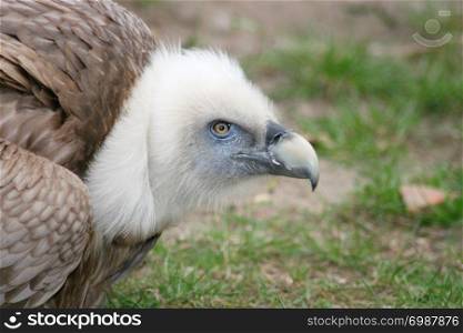 Portrait of a griffon vulture (Gyps fulvus) . Portrait von einem G?nsegeier, (Gyps fulvus)