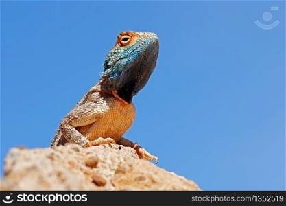 Portrait of a ground agama (Agama aculeata) sitting on a rock agains a blue sky, South Africa
