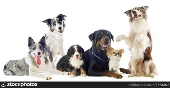 portrait of a group of dogs in front of white background