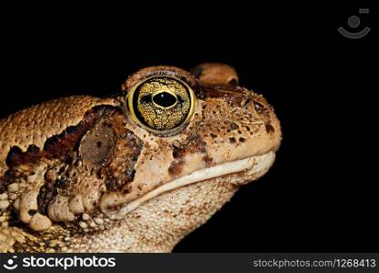 Portrait of a guttural toad (Amietophrynus gutturalis) isolated on black, South Africa