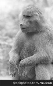 Portrait of a Hamadryas baboon in the wild