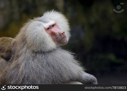 Portrait of a Hamadryas baboon in the wild