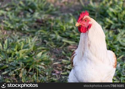 Portrait of a handsome white rooster clucking in the meadow