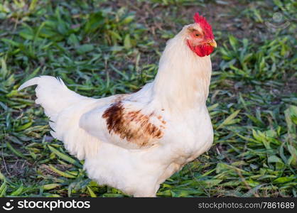 Portrait of a handsome white rooster clucking in the meadow