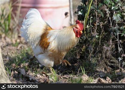 Portrait of a handsome white rooster clucking in the meadow