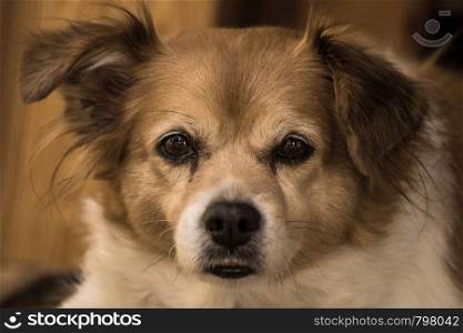Portrait of a happy cute brown dog , closeup face beauty puppy. Portrait of a happy cute brown dog , closeup face