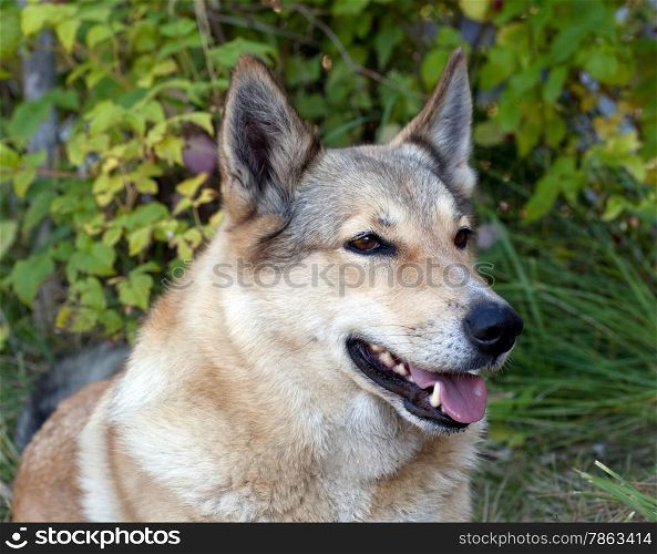 Portrait of a happy dog on a background of green grass