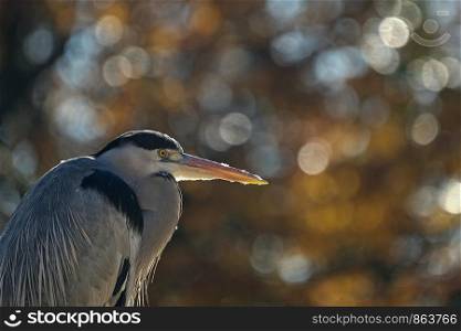 portrait of a heron isolated in front of a beautiful bokeh