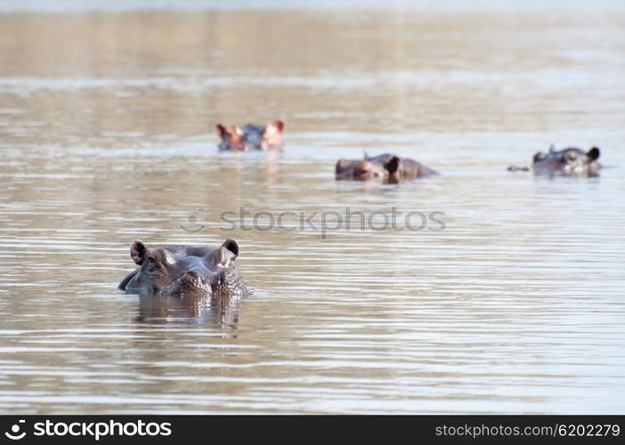 Portrait of a Hippopotamus looking towards the viewer from inside the water as the rest of the pot rest behind it.