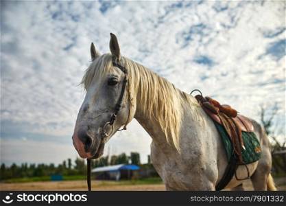 Portrait of a horse against the sky in summer
