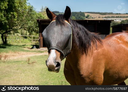 Portrait of a horse outside near the stable with a fly net over the eyes.