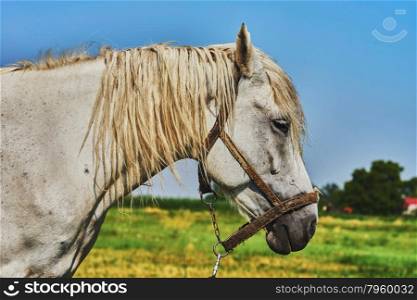 Portrait of a horse. Portrait of a horse grazing in the meadow