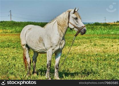 Portrait of a horse. Portrait of a horse grazing in the meadow
