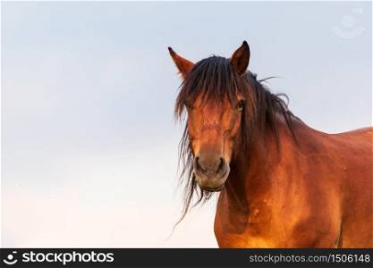 Portrait of a horse standing with his back to the sun at sunset on the field