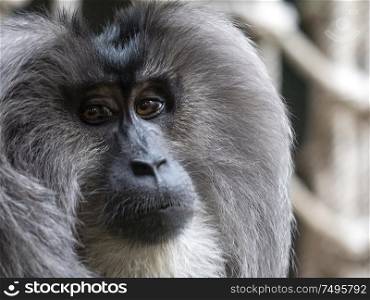 Portrait of a japanese macaque snow monkey.. Portrait of a japanese macaque snow monkey