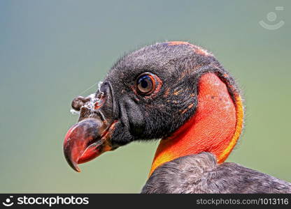 portrait of a king vulture, head isolated on soft green background