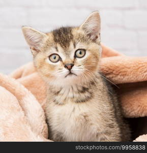 portrait of a kitten scottish chinchilla straight sitting in a blanket, close up