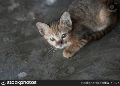 Portrait of a kitten, Thailand