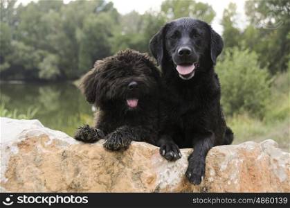 Portrait of a Labrador and a Bouvier Des Flandres puppy together