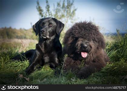 Portrait of a Labrador and Bouvier Des Flandres dogs laying down