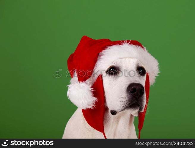 Portrait of a Labrador Retriever with a Santa hat isolated on a green background