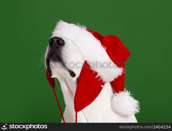 Portrait of a Labrador Retriever with a Santa hat isolated on a green background