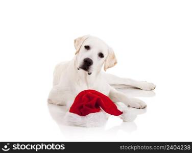 Portrait of a Labrador retriever with a Santa hat isolated on white background