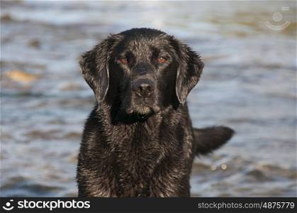 Portrait of a labrador standing in water