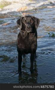 Portrait of a labrador standing in water