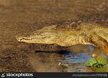 Portrait of a large Nile crocodile (Crocodylus niloticus), Kruger National Park, South Africa