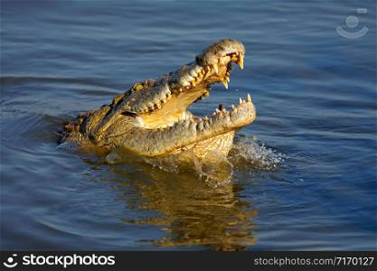 Portrait of a large Nile crocodile (Crocodylus niloticus) with open jaws, Kruger National Park, South Africa