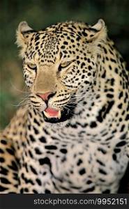 Portrait of a leopard  Panthera pardus  in natural habitat, South Africa 