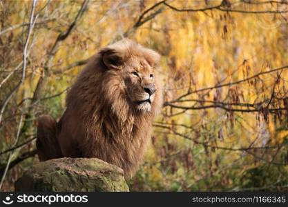 Portrait of a lion with an orange background