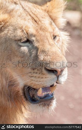Portrait of a lion with mouth slightly open, revealing canines.