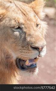 Portrait of a lion with mouth slightly open, revealing canines.