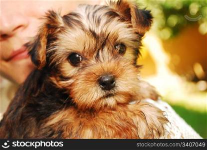 Portrait of a littleYorkshire Terrier looking very sweet