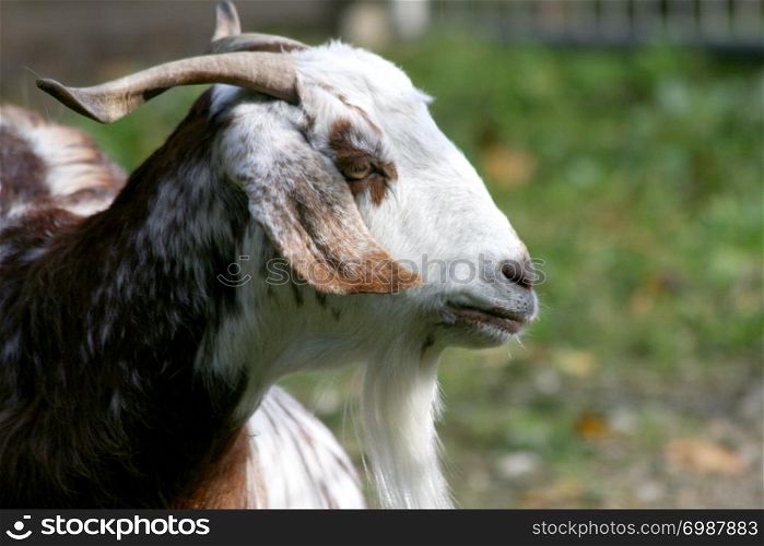 Portrait of a lop-eared brown and white goat. Portr?t einer braun wei?en Ziege mit H?ngeohren