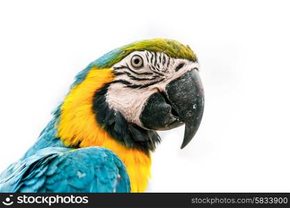 Portrait of a macaw parrot isolated on white