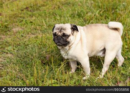 portrait of a male pug in the grass in summer