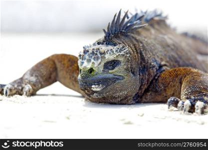 Portrait of a Marine Iguana on Galapagos