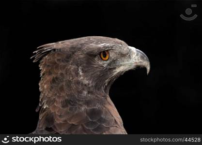 Portrait of a martial eagle (Polemaetus bellicosus), South Africa&#xD;